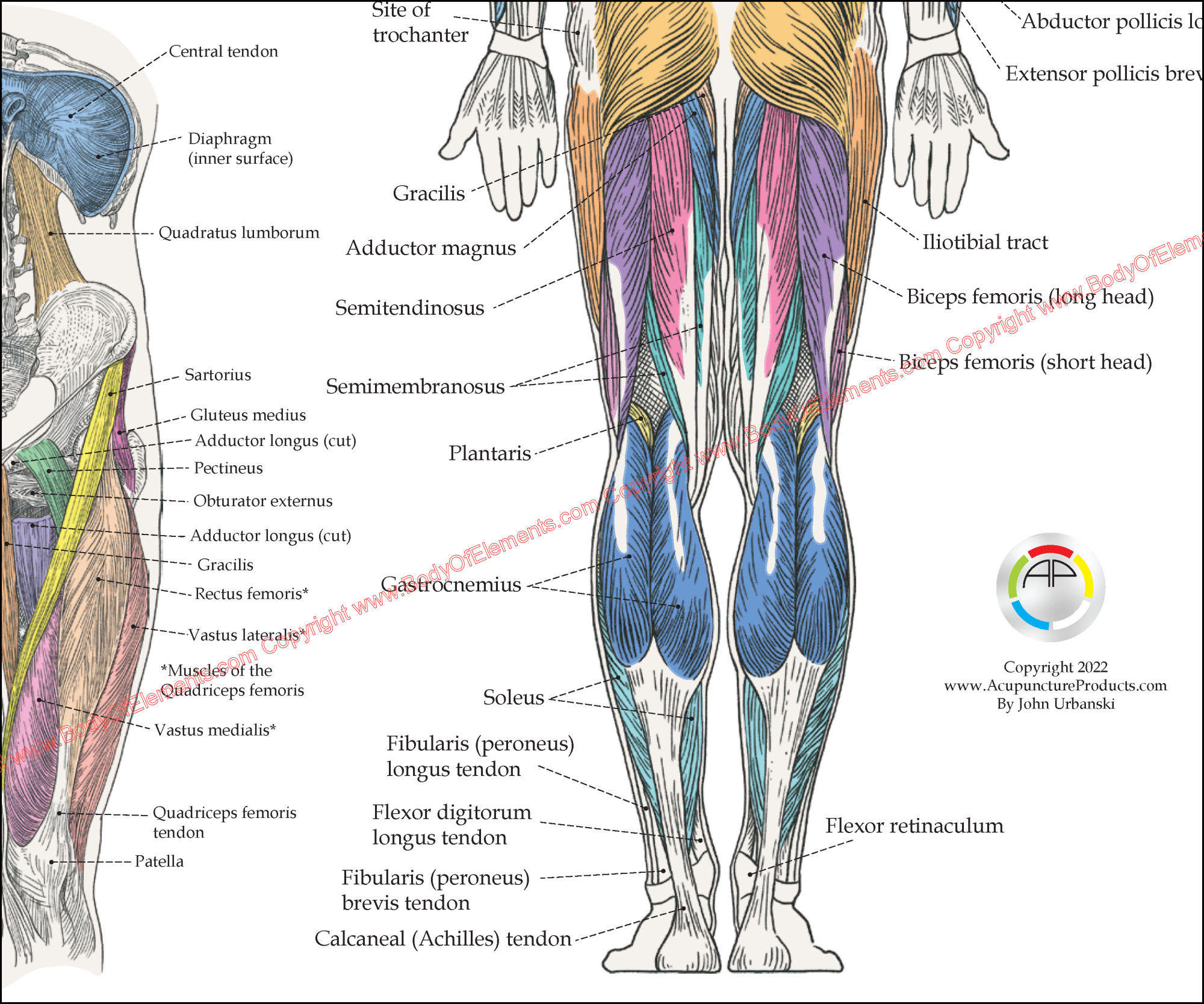 Deep Muscle Anatomy Posters