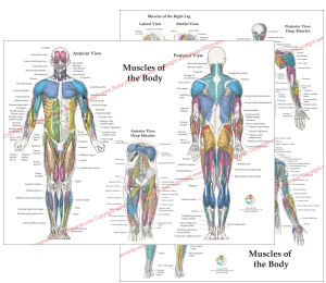  Posterazzi Anatomy of human abdominal muscles Poster