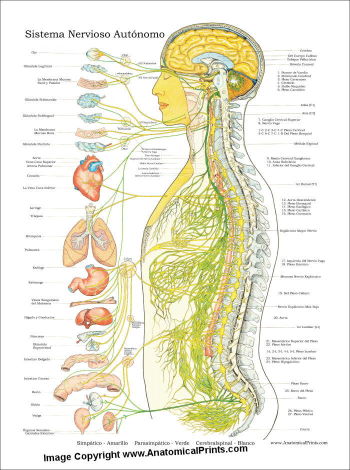 simple autonomic nervous system diagram