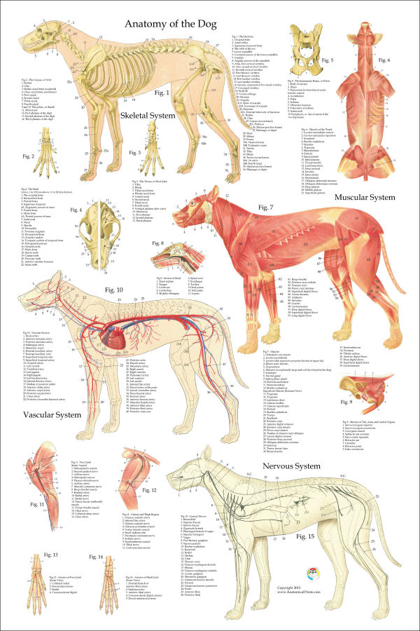 Dog Anatomy Poster