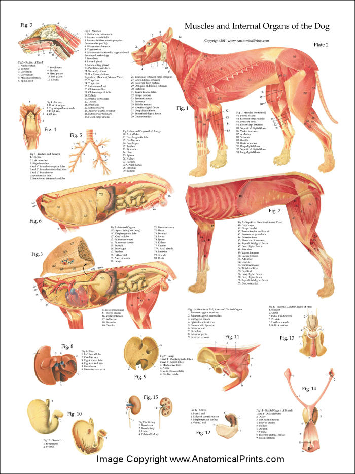 dog anatomy