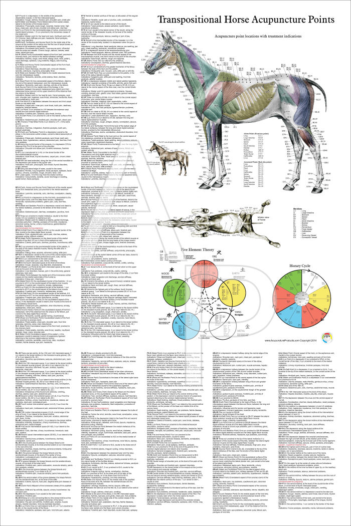 Horse Acupuncture Poster
