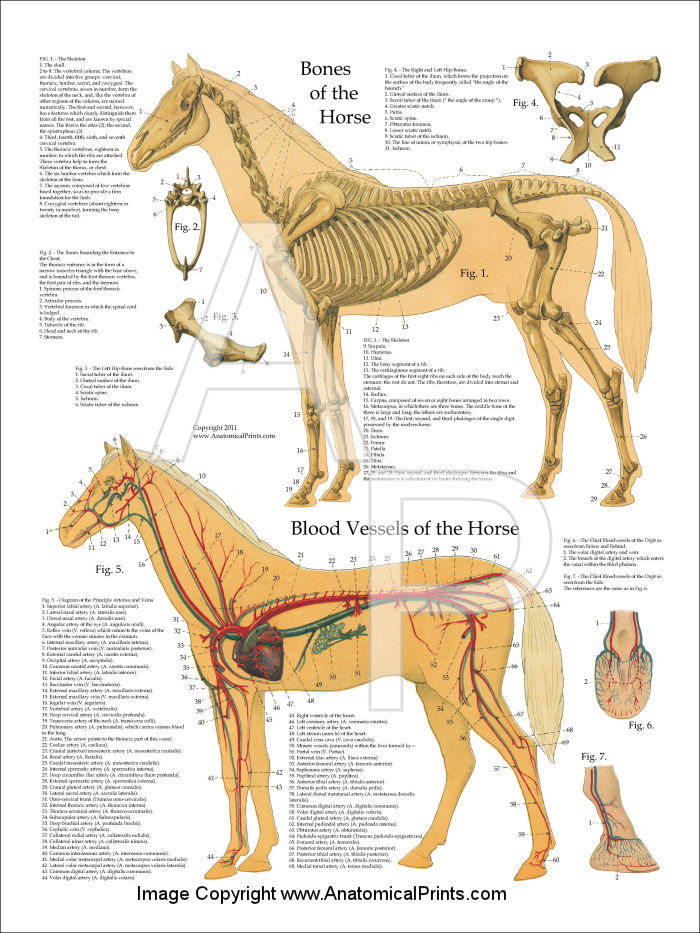 Horse Skeletal and Arterial Anatomy Poster