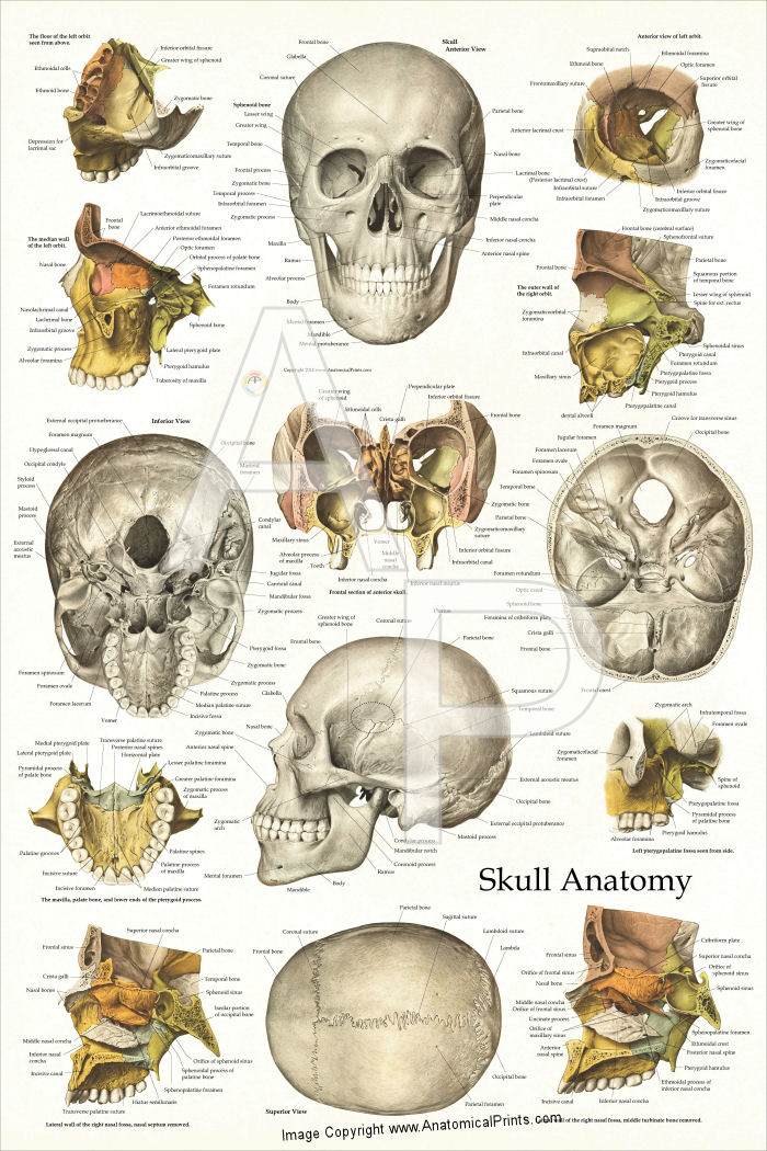 Human Skull Anatomy Poster 24 x 36