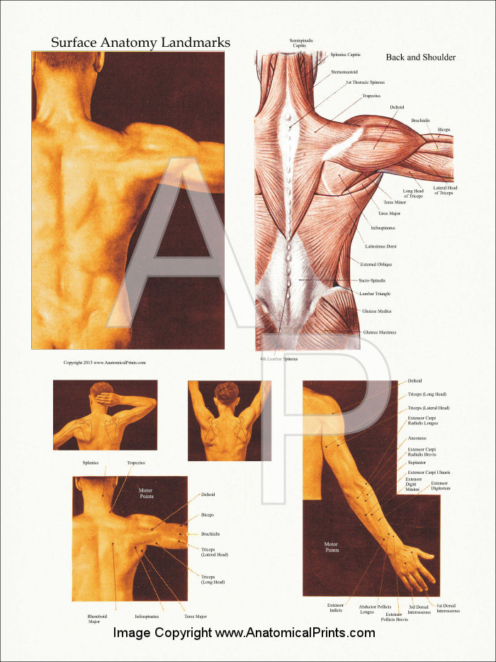 Upper Body Surface Landmarks Of The Muscles Posters