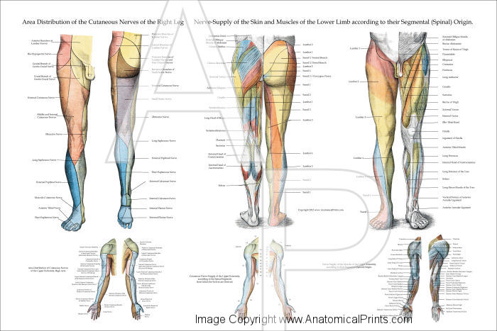 Nerve Innervation of Lower Extremities