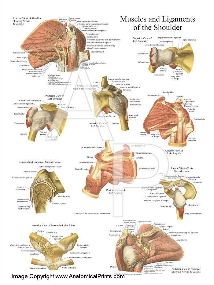 Muscles and Ligaments of the Shoulder Poster