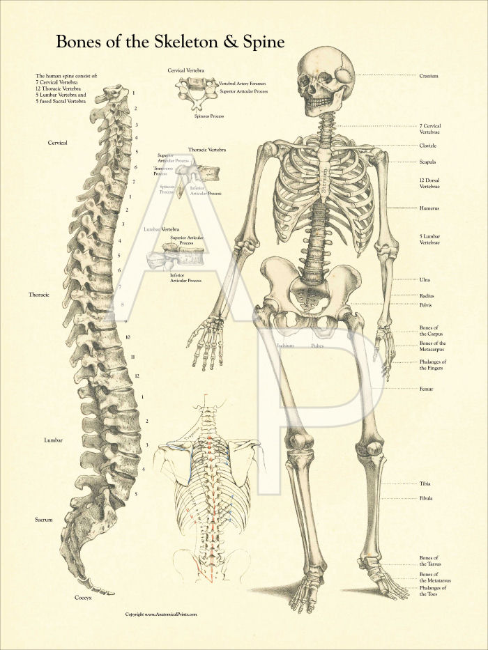 Bones of the Skeleton and Spine Poster