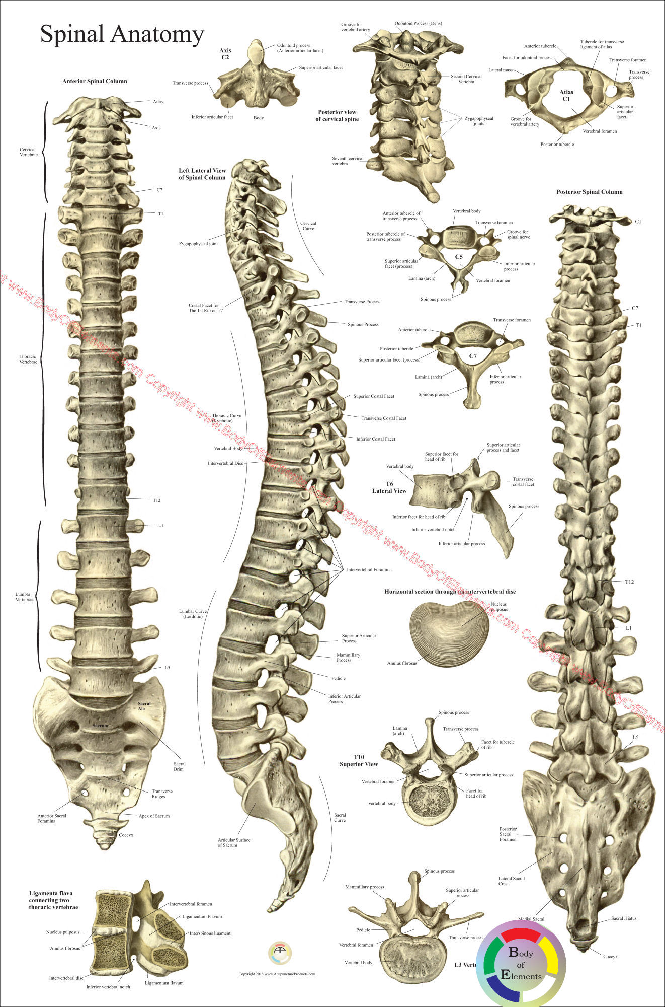 Spine Anatomy Poster - Anterior, Posterior and Deep Layers