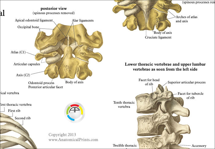 Spine Anatomy Poster