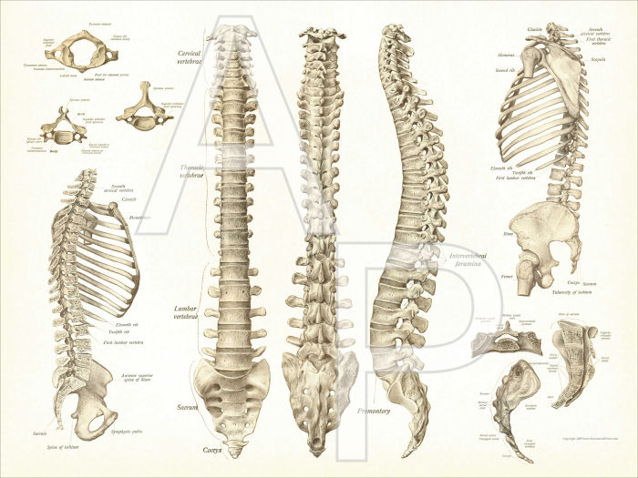 Spinal Anatomy Poster