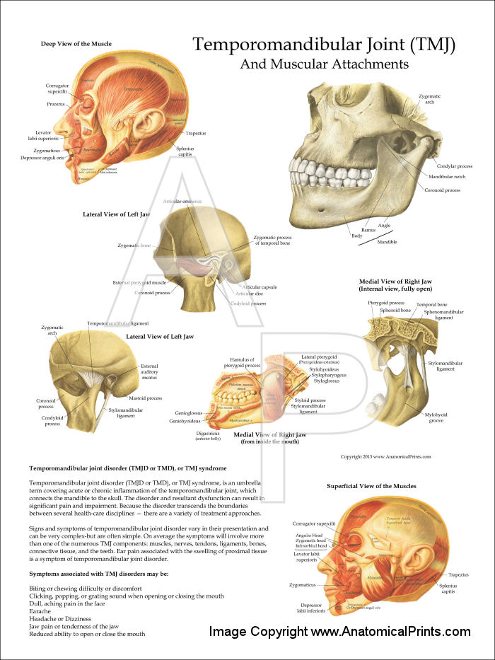 TMJ Anatomy and Muscular Attachments Poster