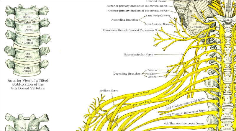 Cerebro Spinal Nervous System