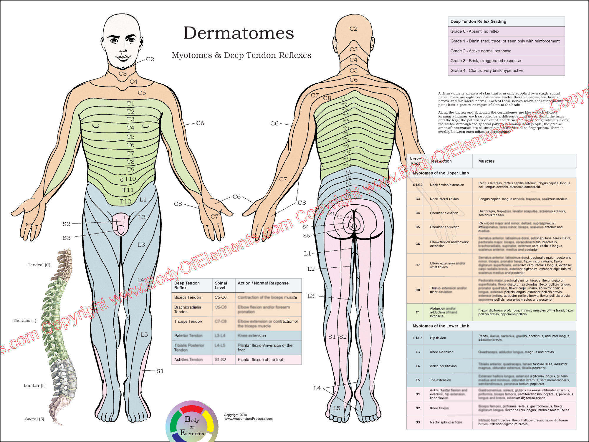 Dermatomes Nerve Poster