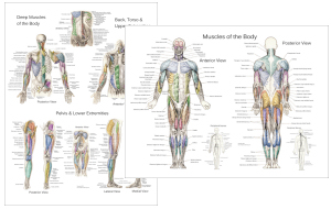 Anatomical Charts and Posters