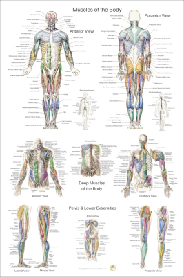 muscle diagram body