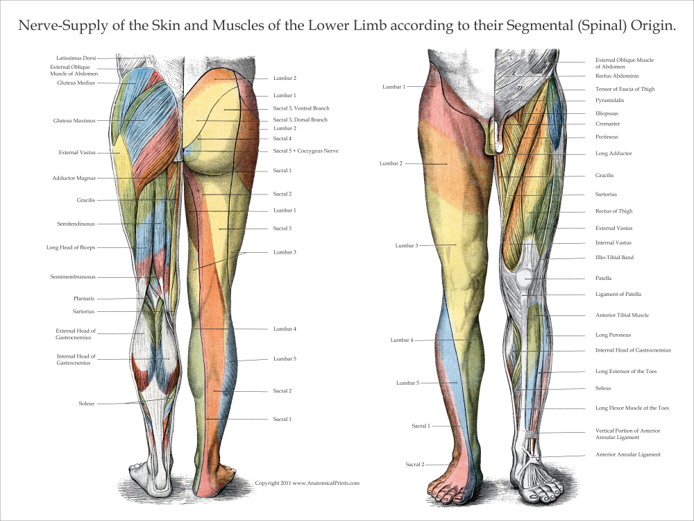 Nerve Innervation of Upper and Lower Extremities