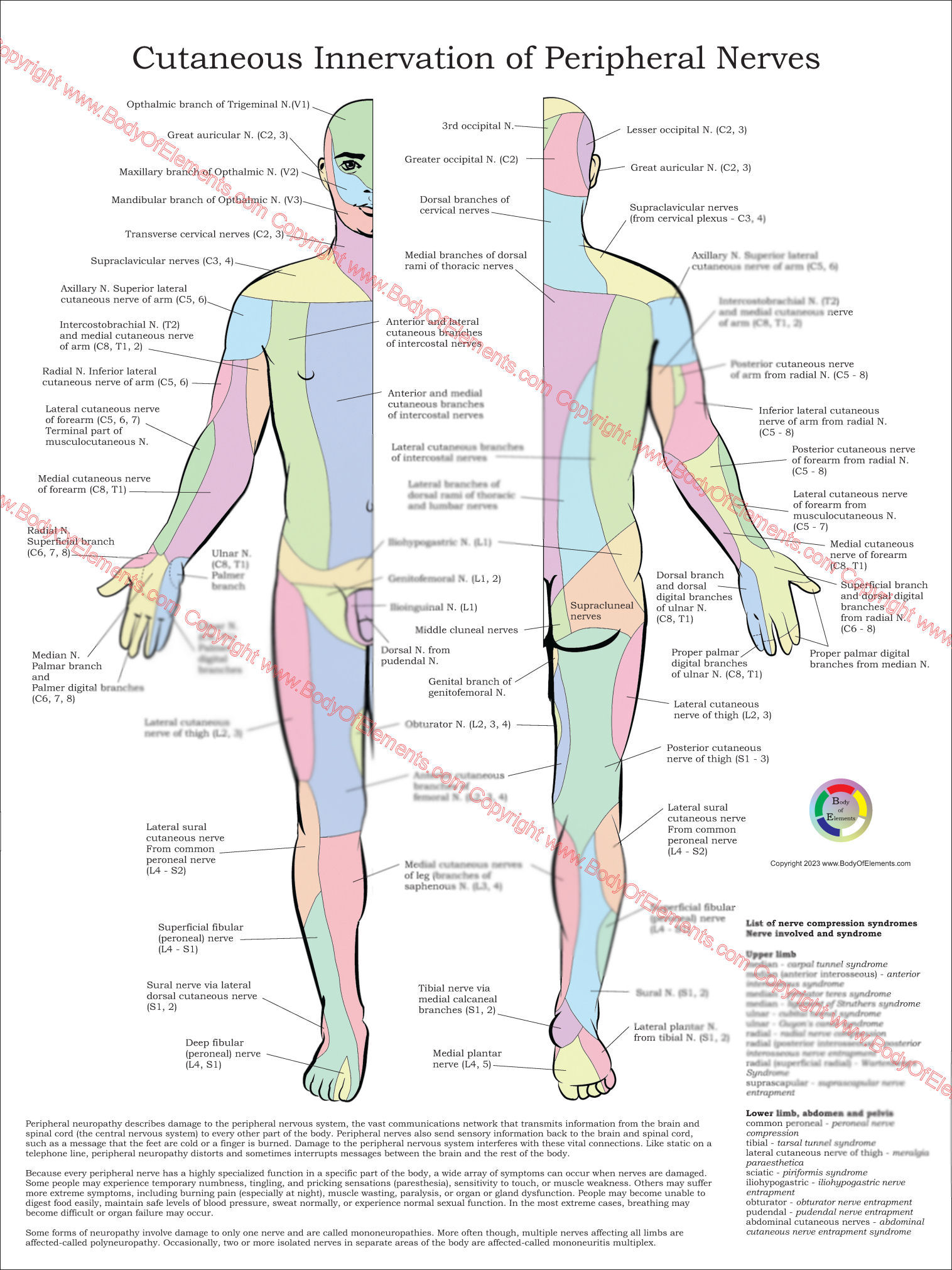 Cutaneous Innervation of Peripheral Nerves Poster