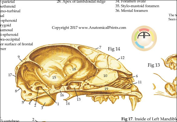 Skeletal Skull Anatomy of the Domestic Cat Poster