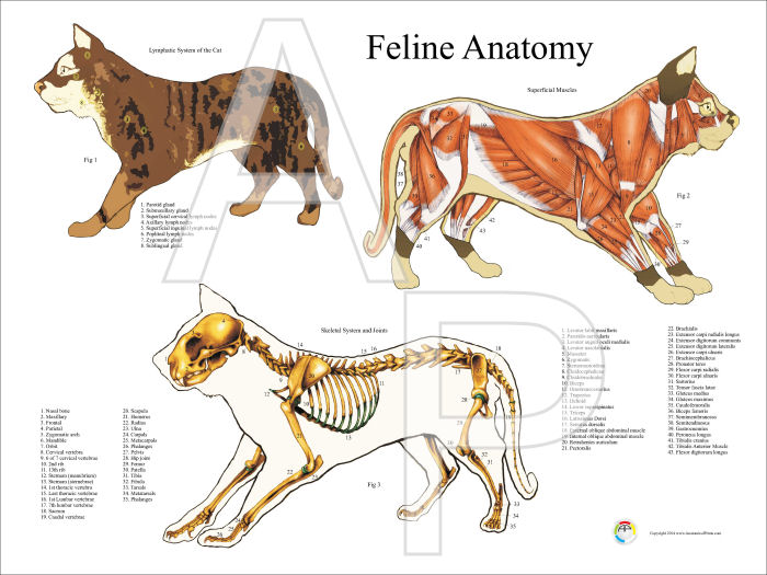 Cat Anatomy Poster