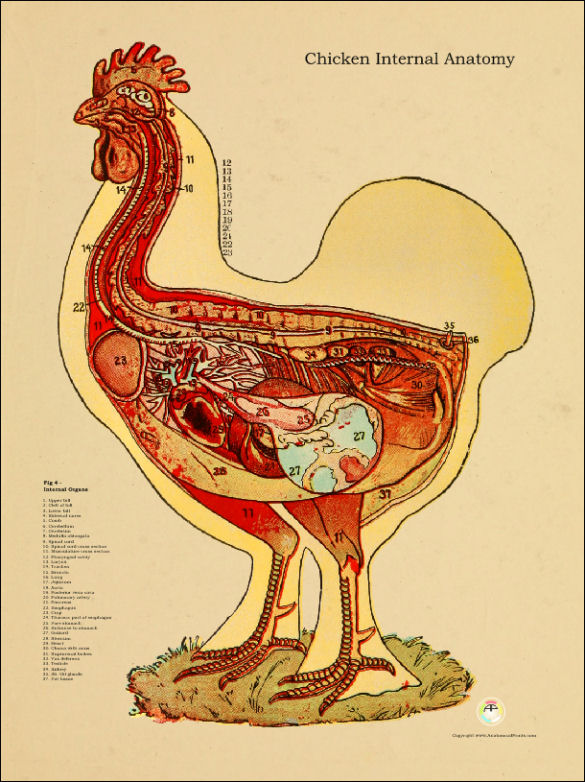 Chicken Internal Anatomy Poster