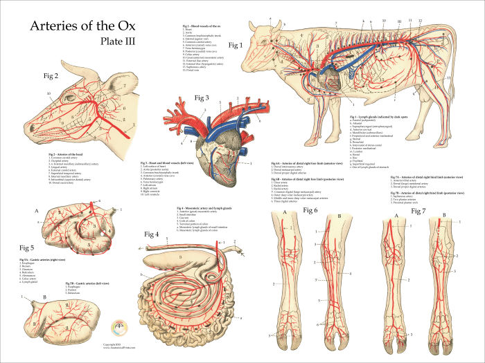 Ox Bovine Arteries Anatomy Poster