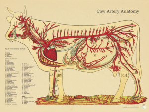 Cow Anatomy Posters