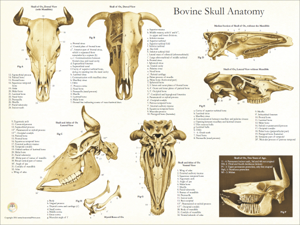 cow teeth anatomy