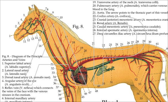Артерии головы лошади фото с обозначением