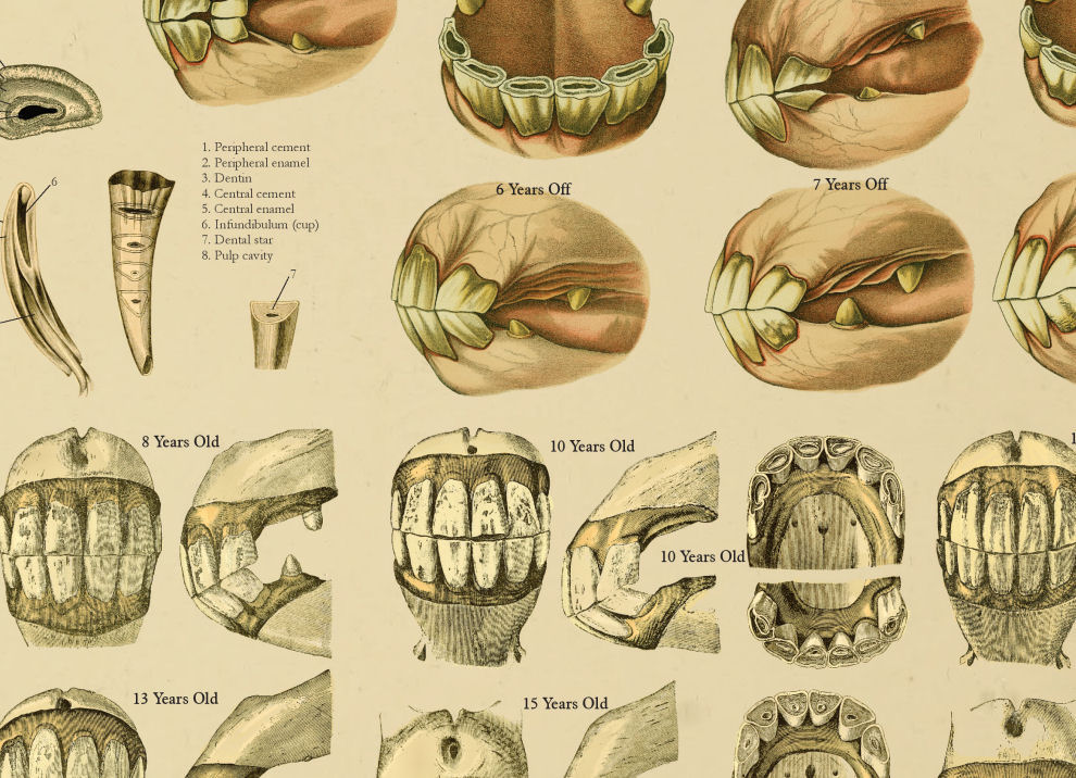 Equine Dental Anatomy Age of Horse by Teeth Chart