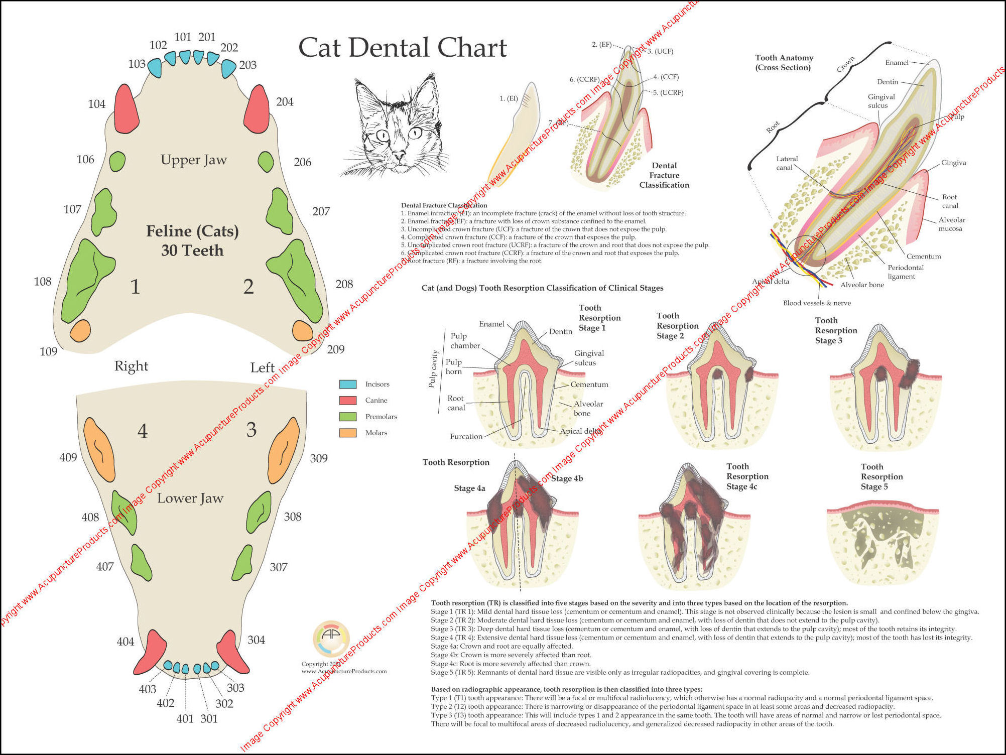 Cat Anatomy Charts and Posters
