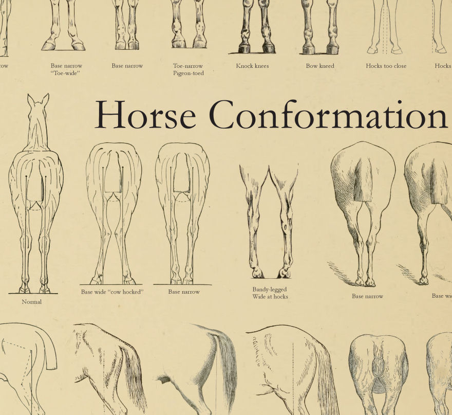 Horse Equine Conformation Chart