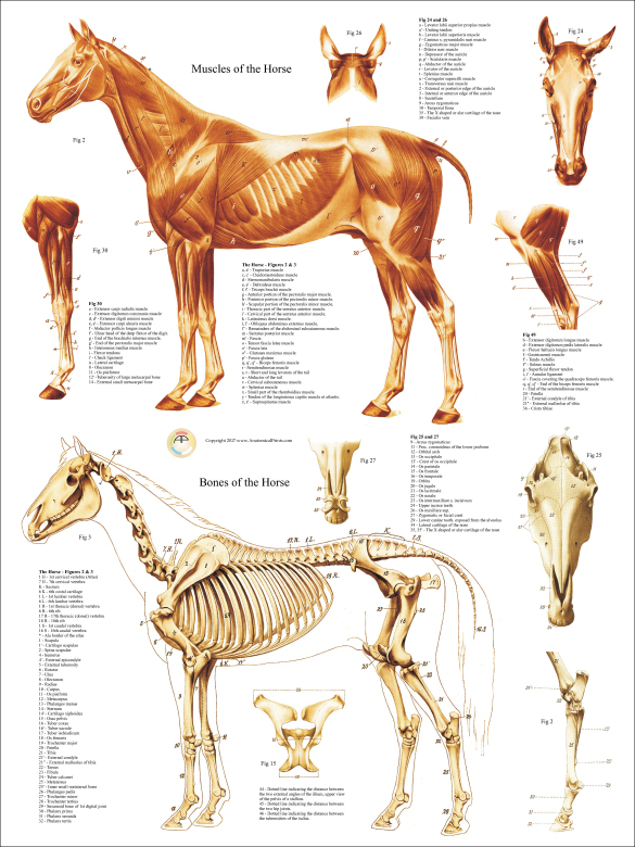 Horse Muscle Skeletal Anatomy Poster