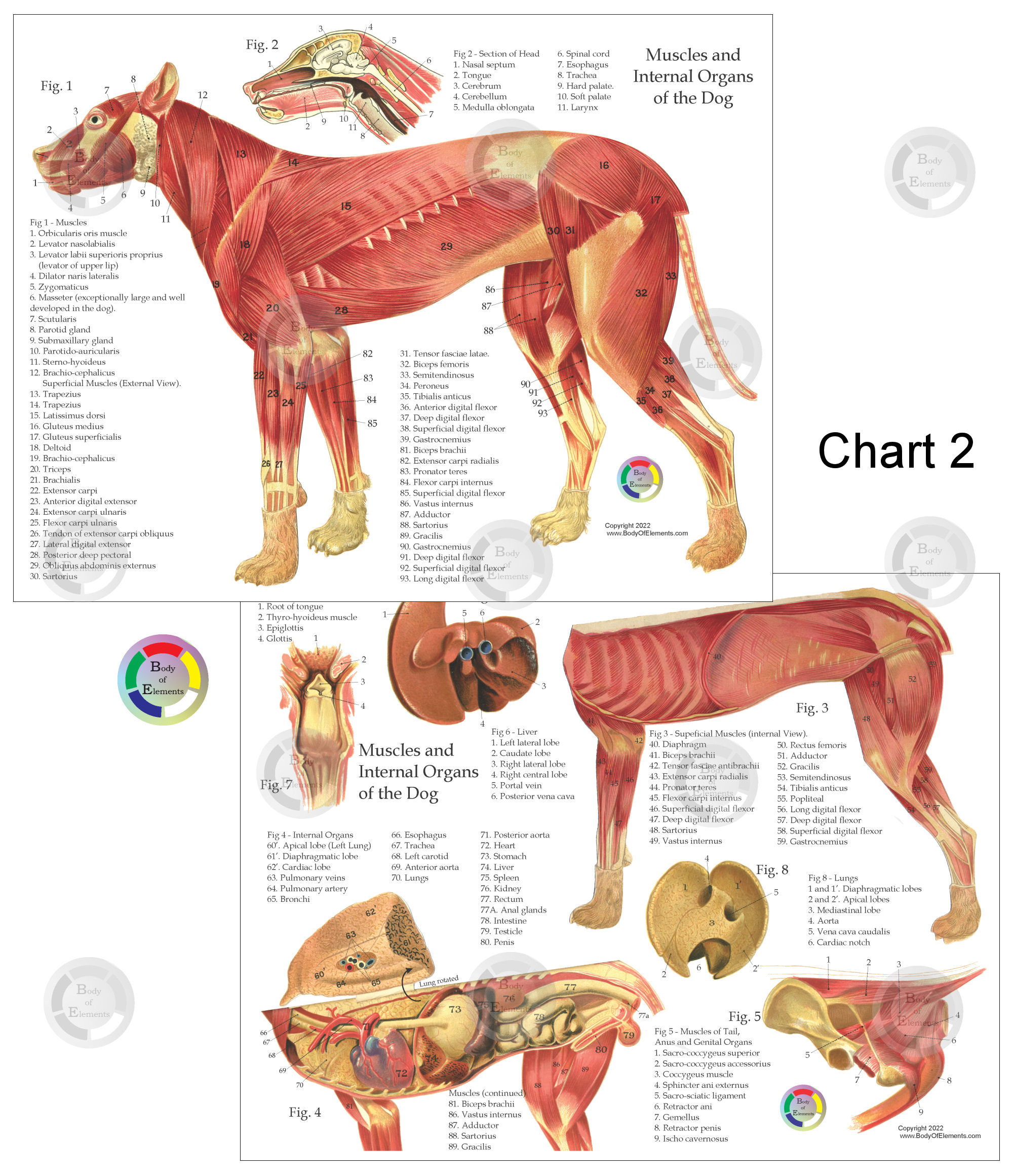 Dog Anatomy Chart