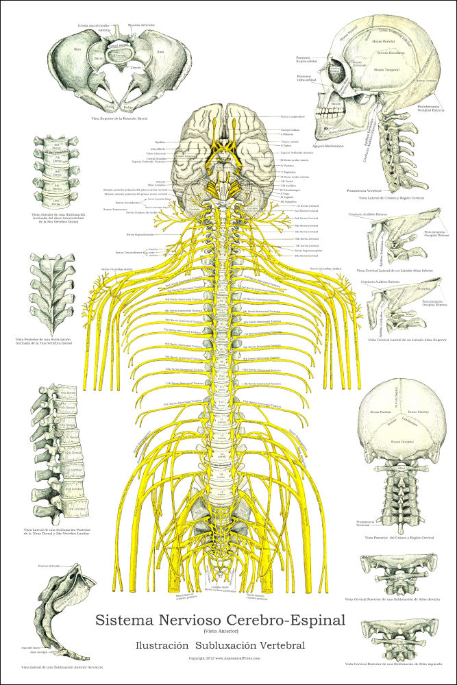 spanish-spinal-nerves-and-subluxations-poster